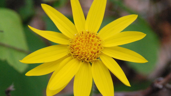 Arnica_cordifolia_—_Jason_Hollinger