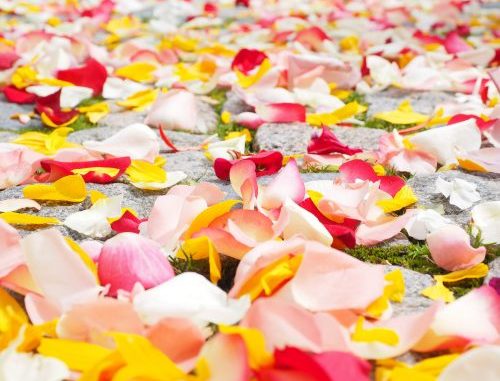rose-petals-693570_1920-500x385