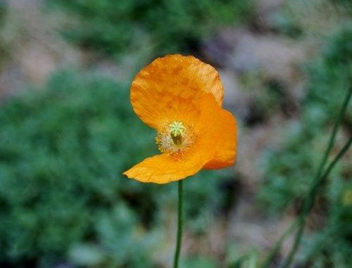 flower-765921_640-500x385