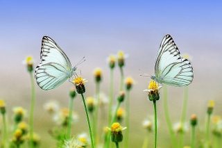 butterfly-1127666_640-320x213