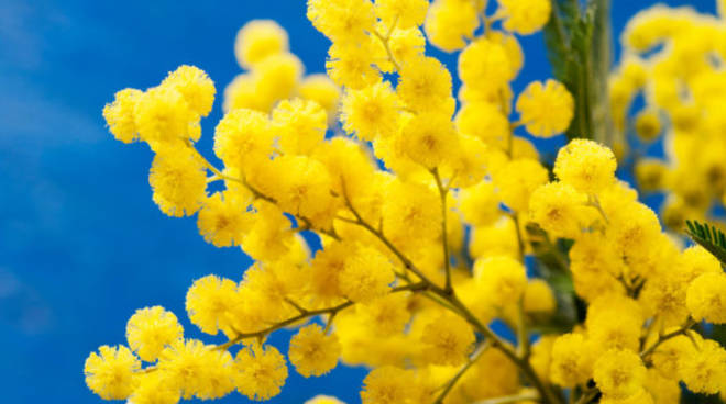 marzo donna