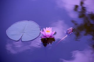 lotus-1205631_640-320x213