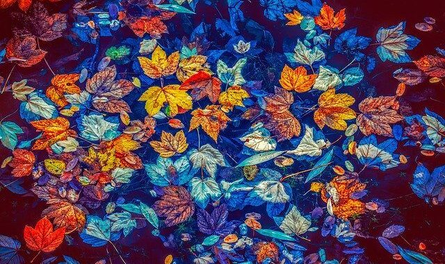fall-leaves-3744649_640-800x533