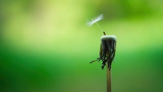 dandelion-5178095_640-320x180