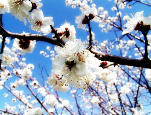 springtime-1410227-640x480-1-500x385
